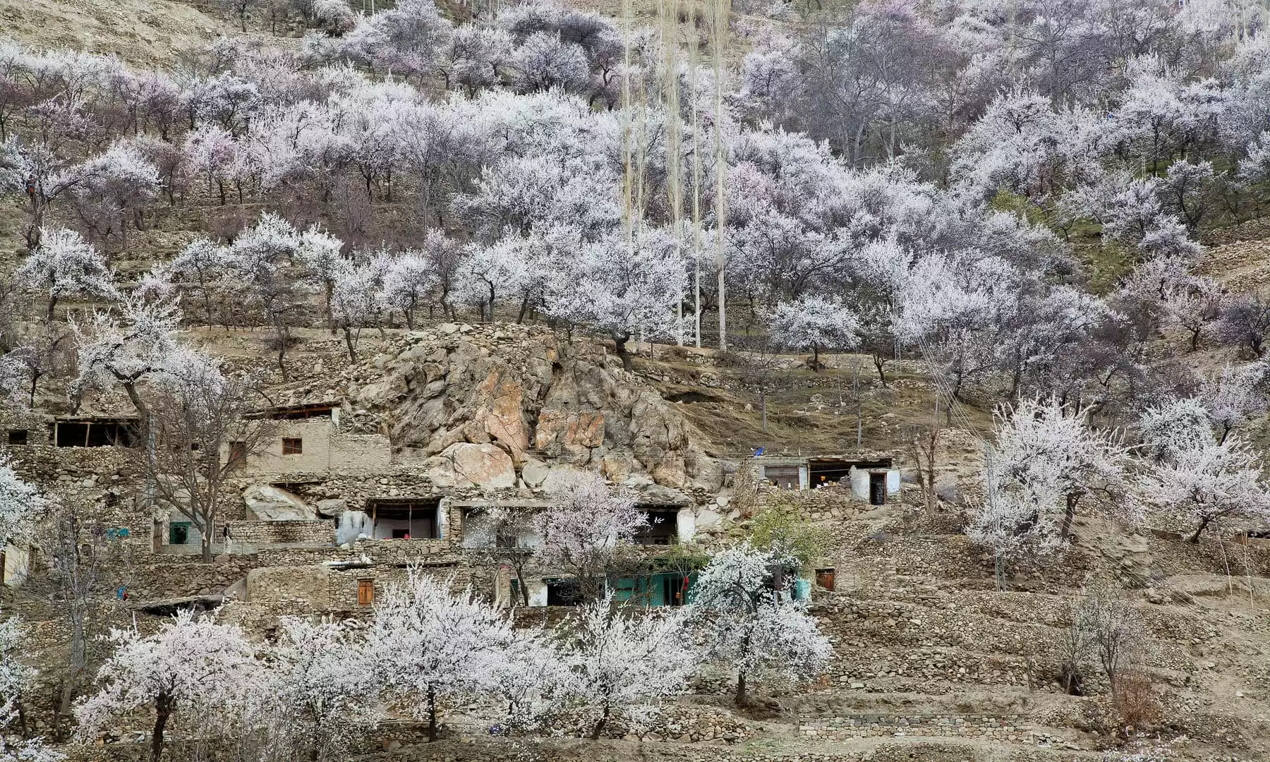 Embrace the Enchanting Cherry Blossom Season in Northern Pakistan