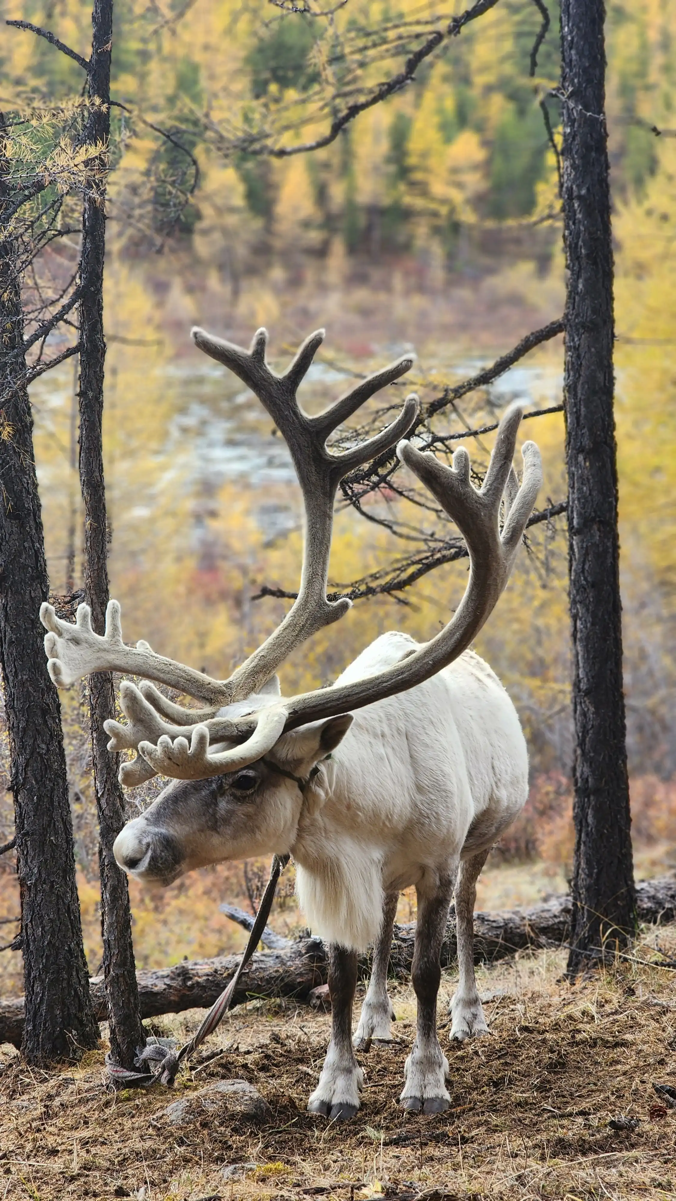 Preserving the Enchanting World of Mongolia's Reindeer Nomads