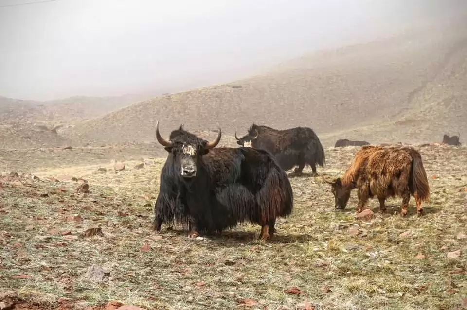 animals of pamir tajikistan