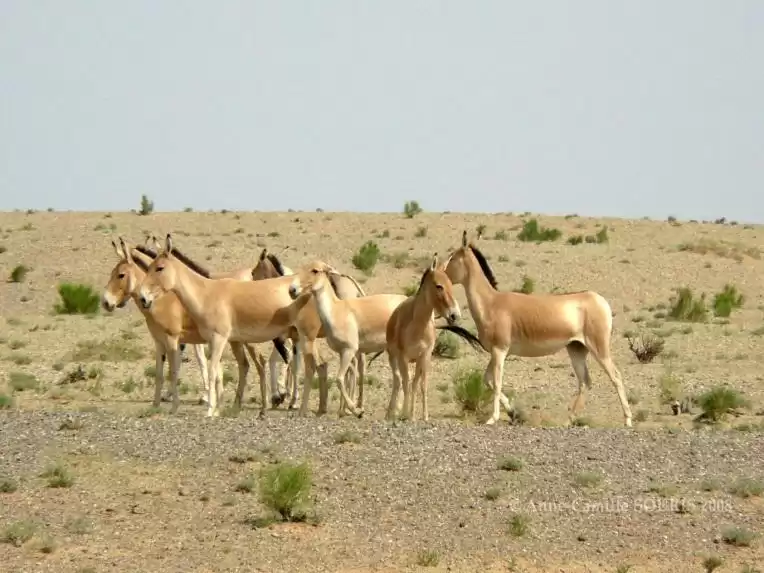 Wildlife observation tours in support protection of wildlife and their habitat