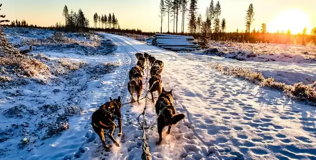 Dog Sledding in Murmansk region