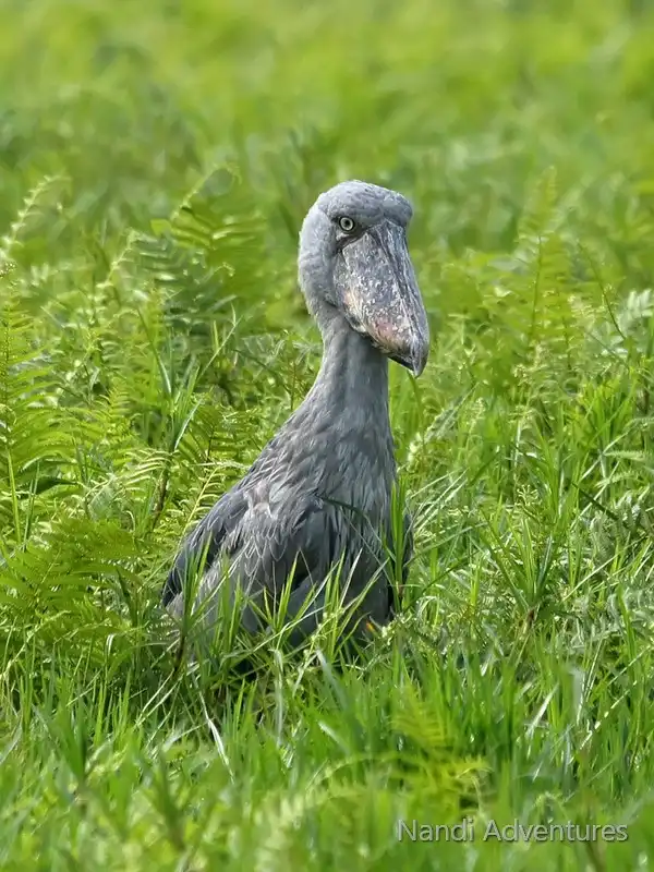 12-day Uganda Birding And Gorilla Safari Adventure