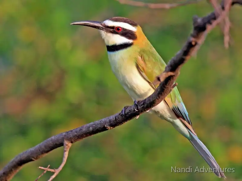 12-day Uganda Birding And Gorilla Safari Adventure