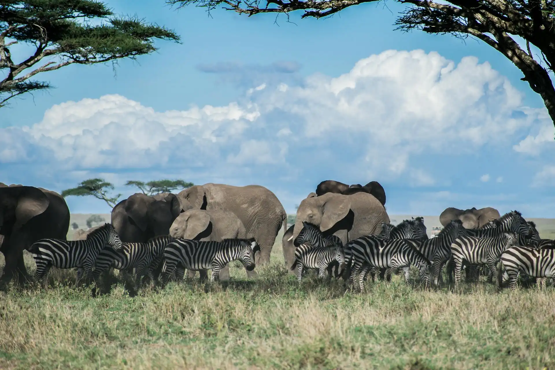 2 Days Tanzania Budget Camping Safari