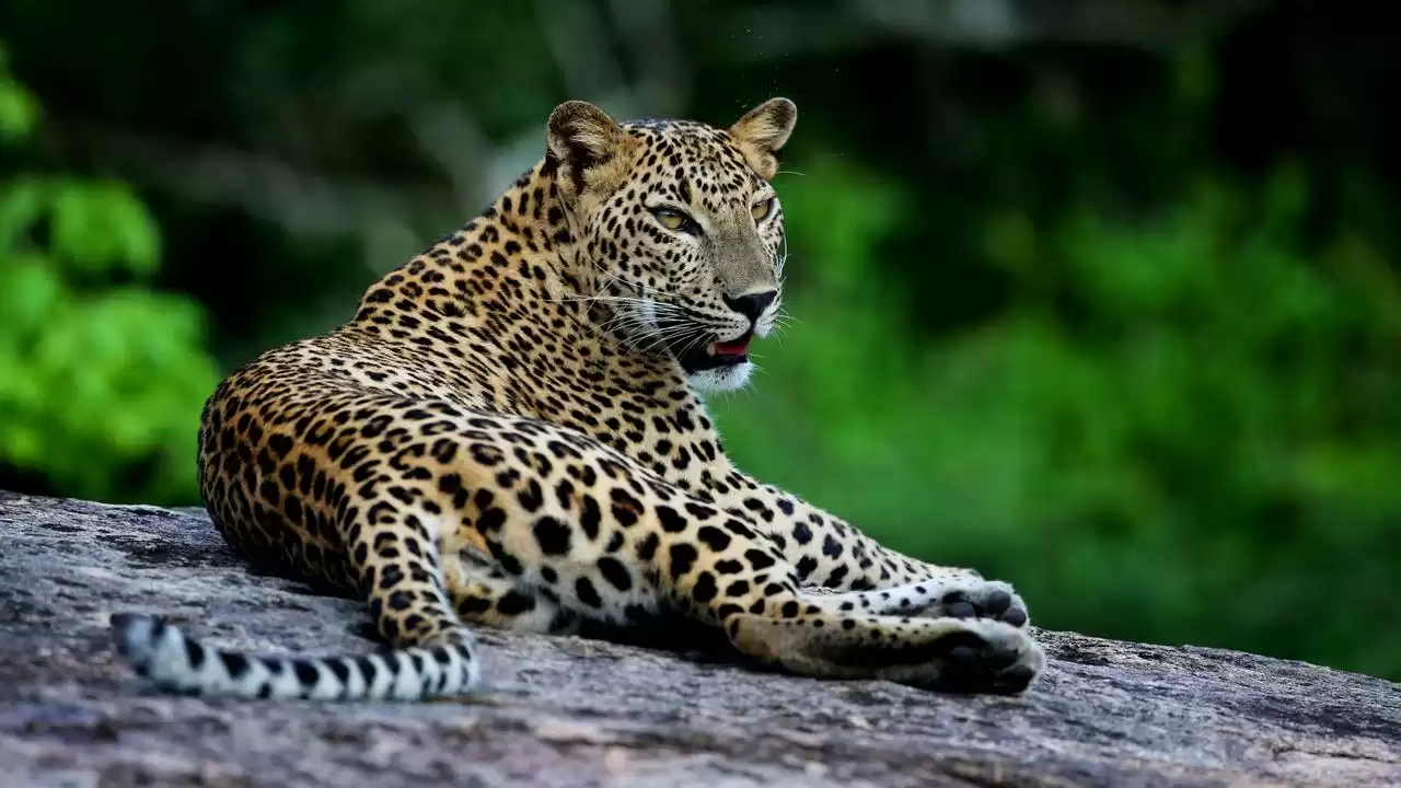 2 Days Tour To Galle & Yala From Colombo