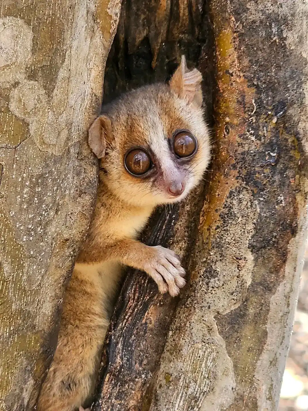 2-days Safari To Explore Kirindy Forest & Baobab Trees
