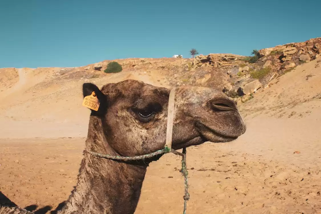 3 Day Desert Tour From Marrakech To Chefchaouen