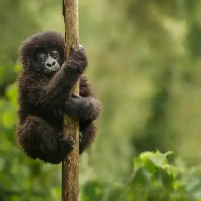 3 Days Amazing Gorilla Trekking Uganda Safari 2024