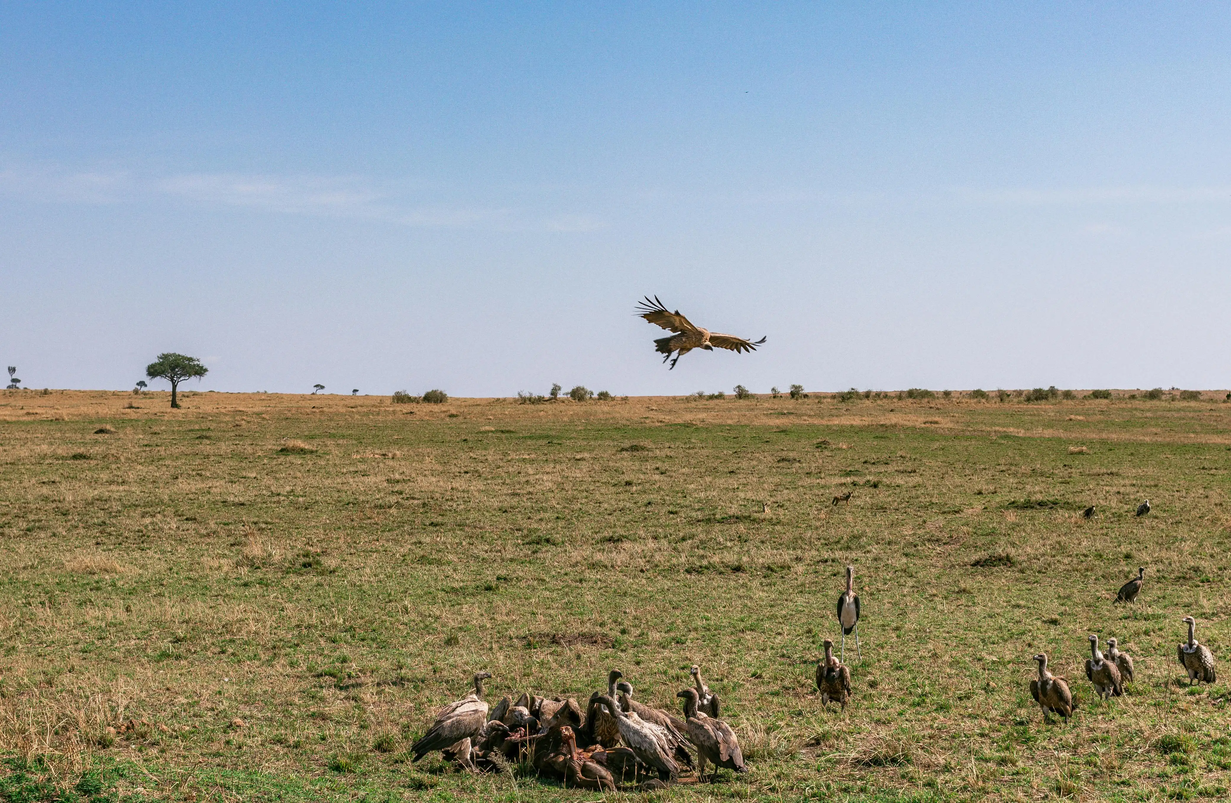 3 Days Safari To Serengeti & Ngorongoro