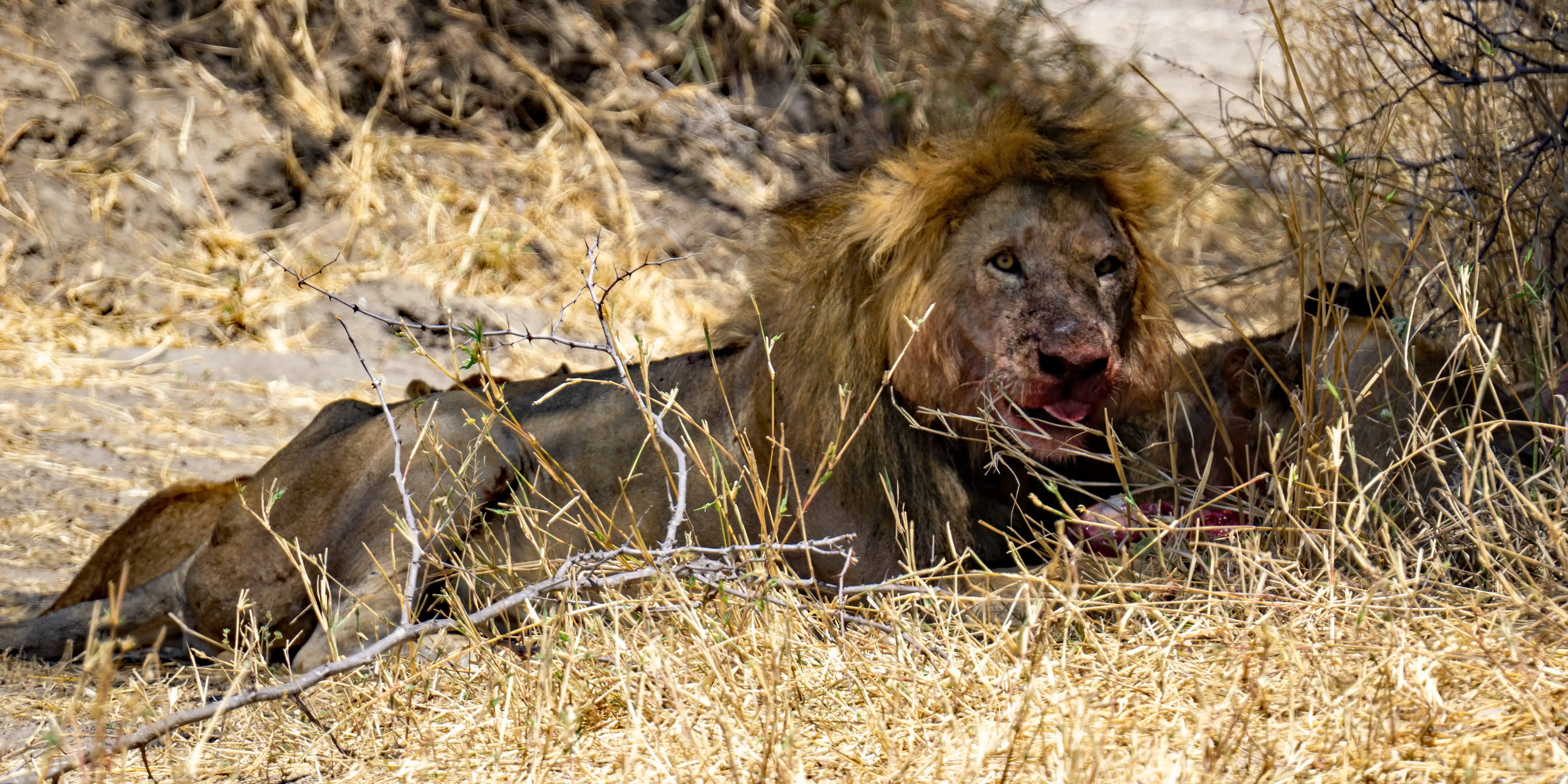 3 Days Tanzania Big 5 Safari-midrange Lodge