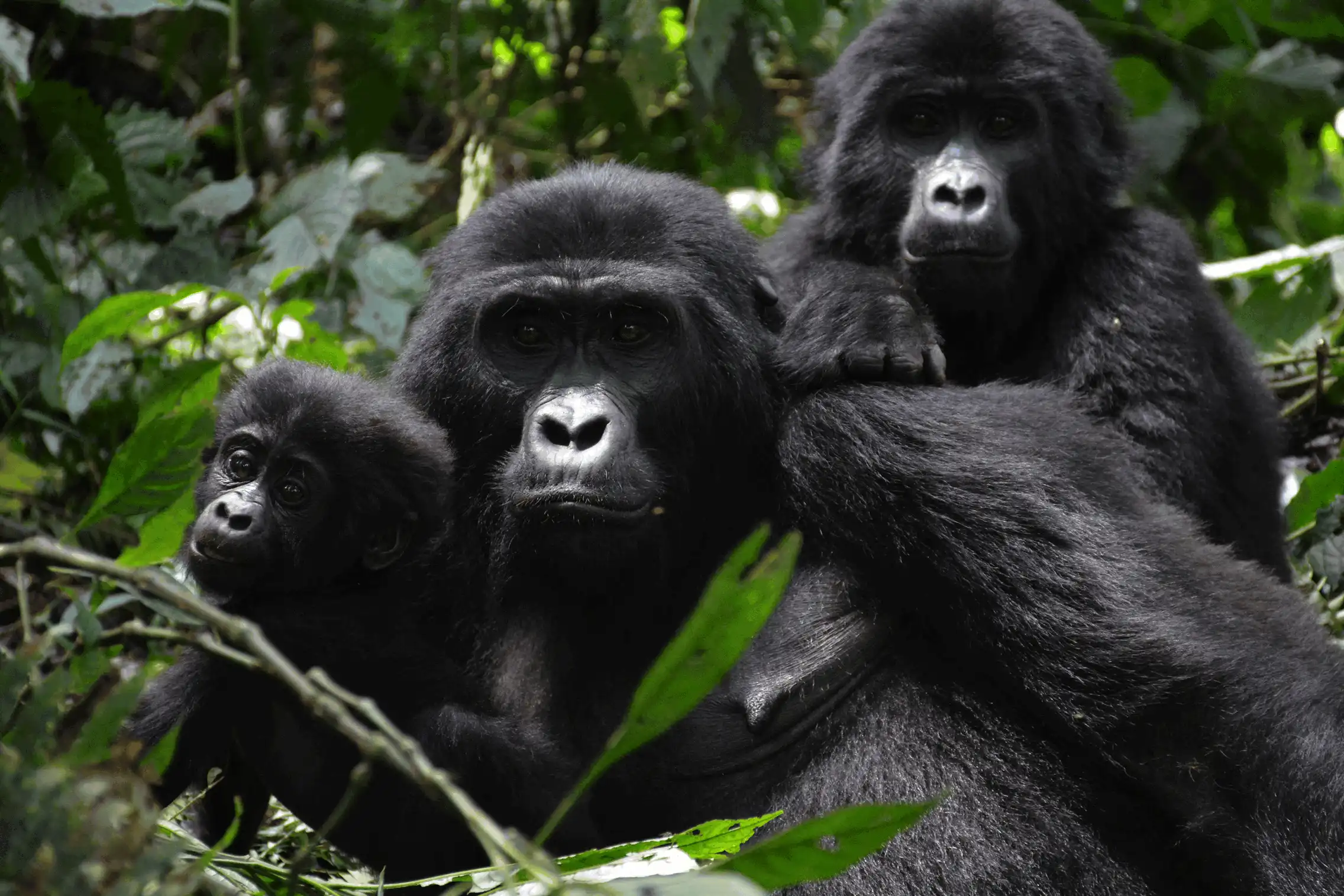 9-day Primates Adventure Gorilla Chimp Golden Monkey
