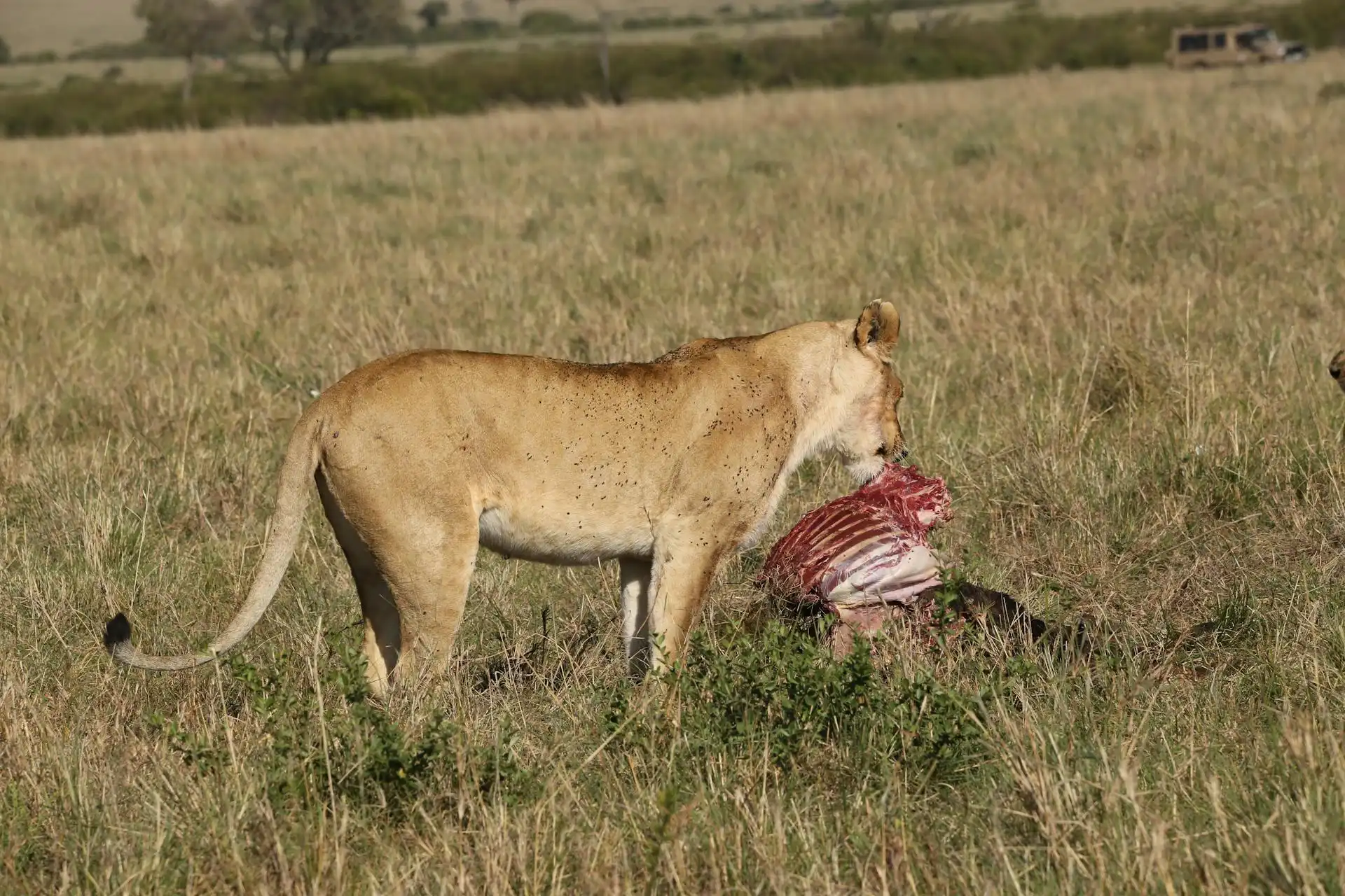4 Day Ngorongoro Tarangire And Materuni Budget Lodge