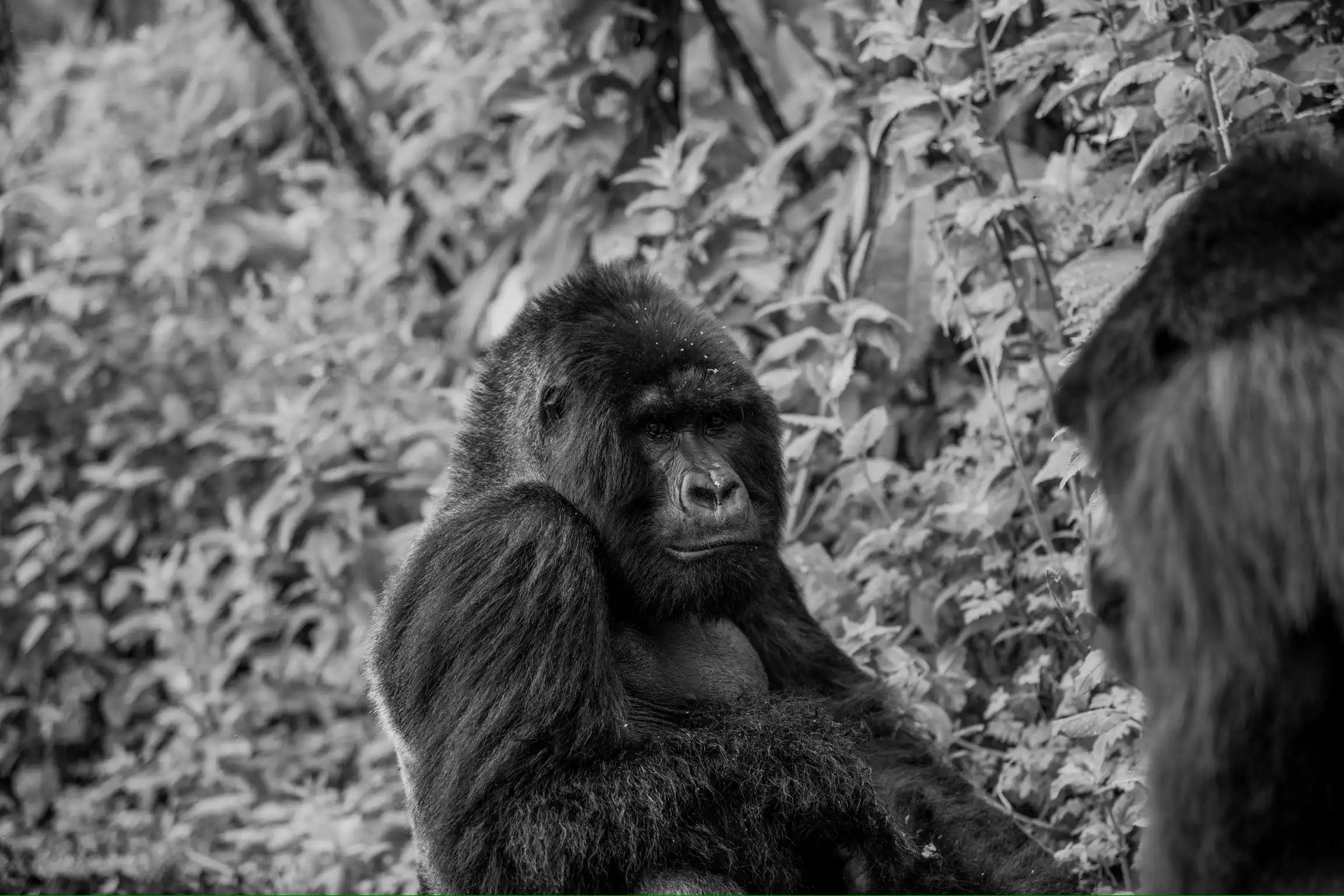 4 Days Rwanda Gorillas And Chimpanzee