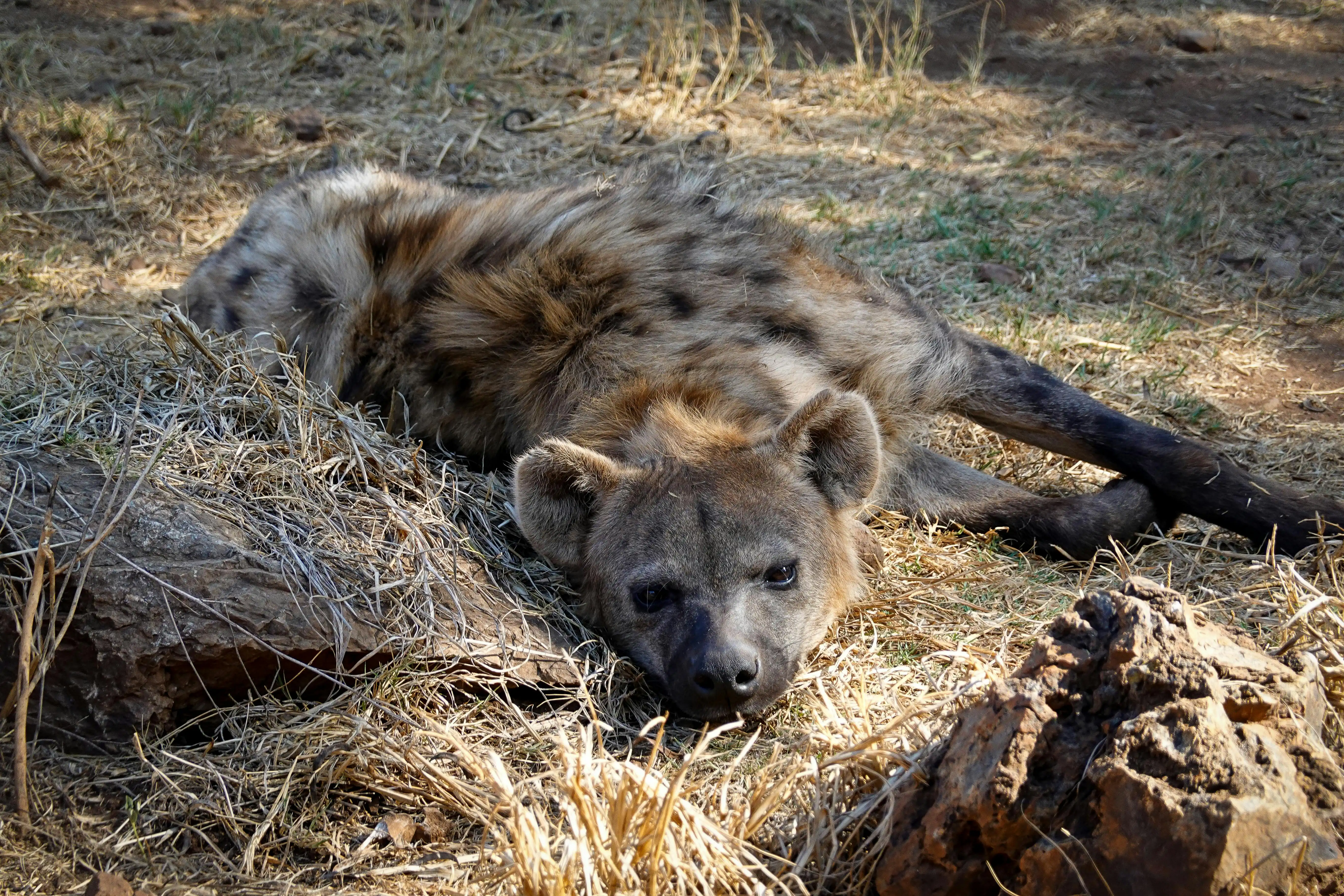 4-day Great Migration Fly In From Zanzibar To Kogatend