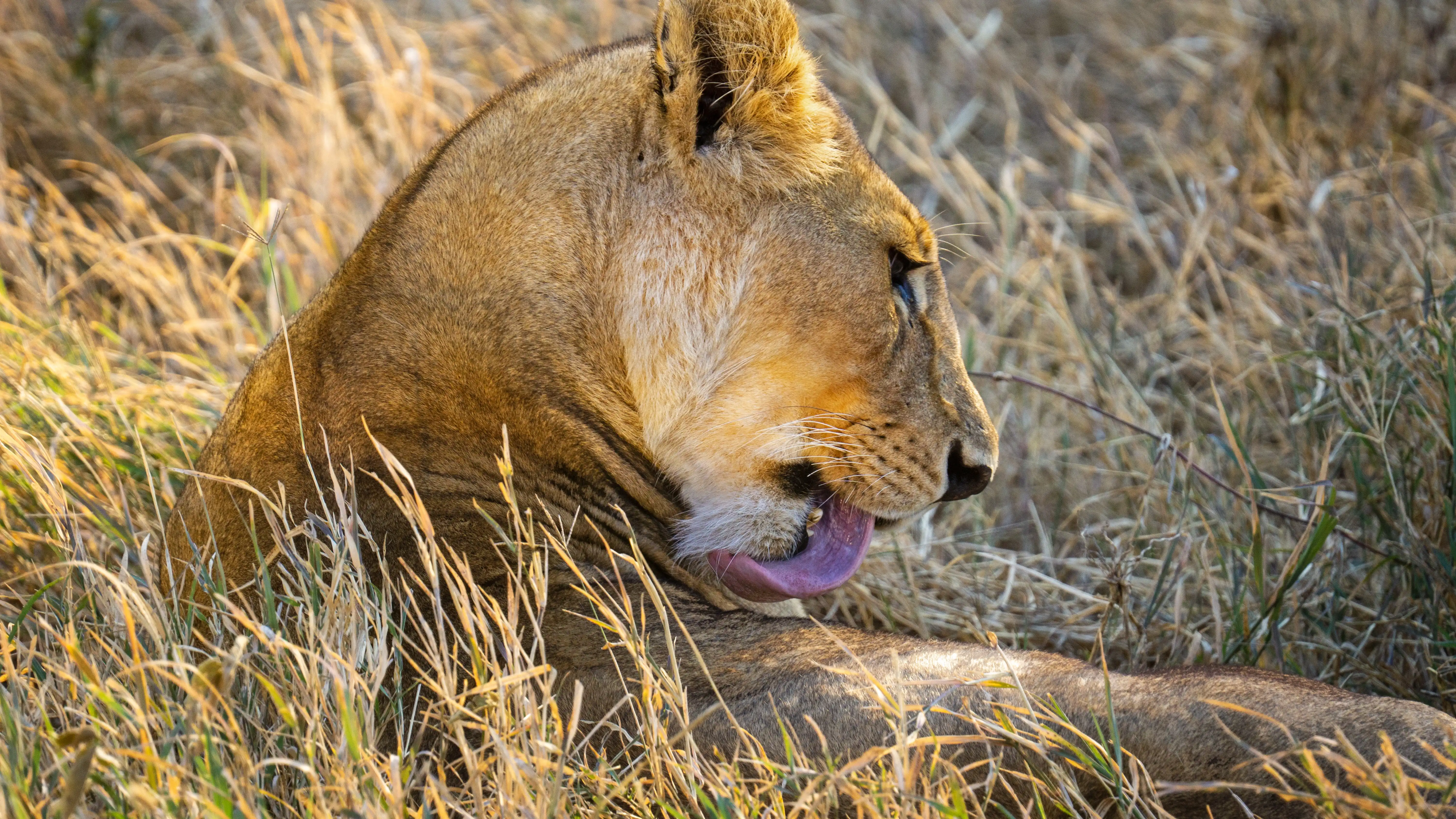 5-day Enjoy Crossing Mara River In Northern Serengeti