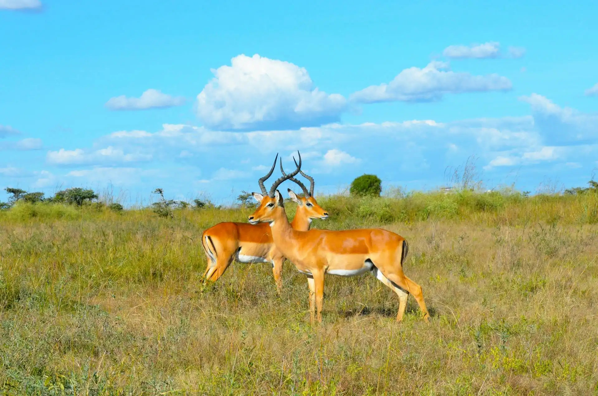 6 Days Private Wildlife And Cultural Tourism