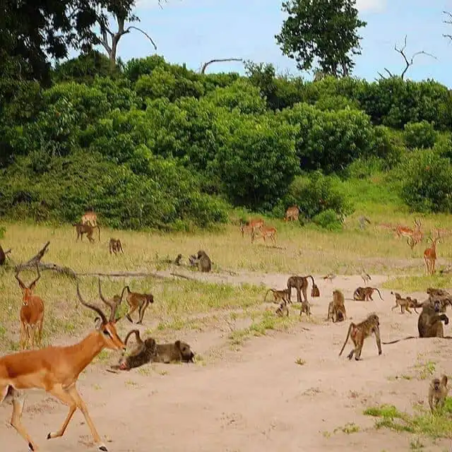 3-days Mikumi National Park Mid-range Tour