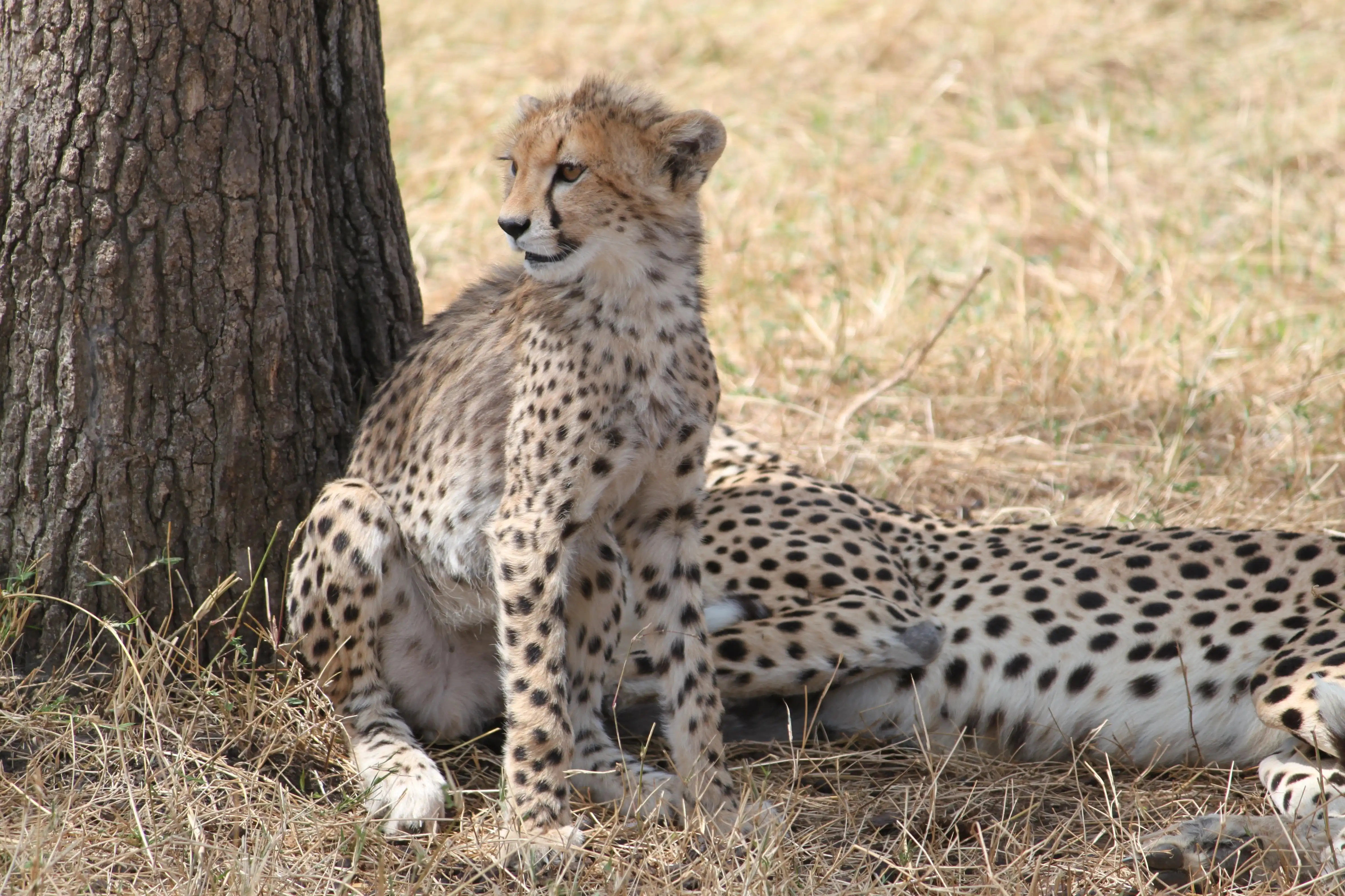 7 Day Tanzania Migration Private Safari