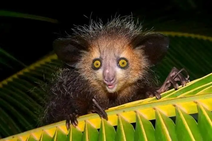 7-day Private Aye-aye Tour To Palmarium Reserve