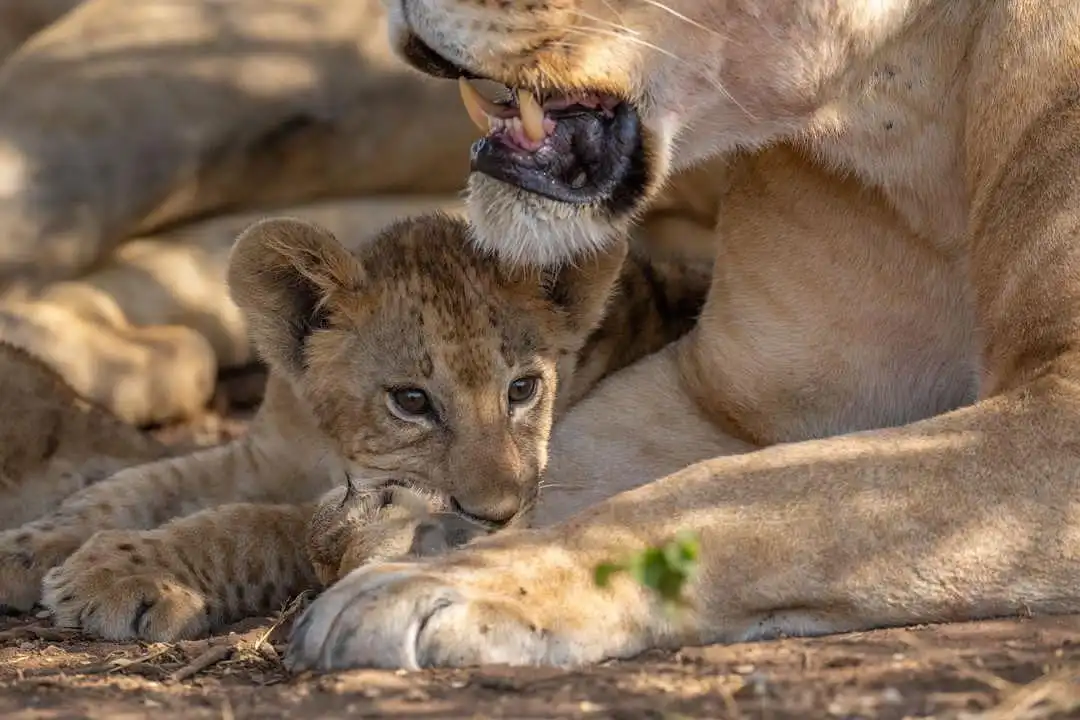 8 Day Big 5 Camping Safari & Visiting The Hadzabe