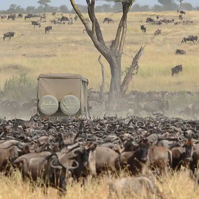 8-day Safari To Most Celebrated African Parks