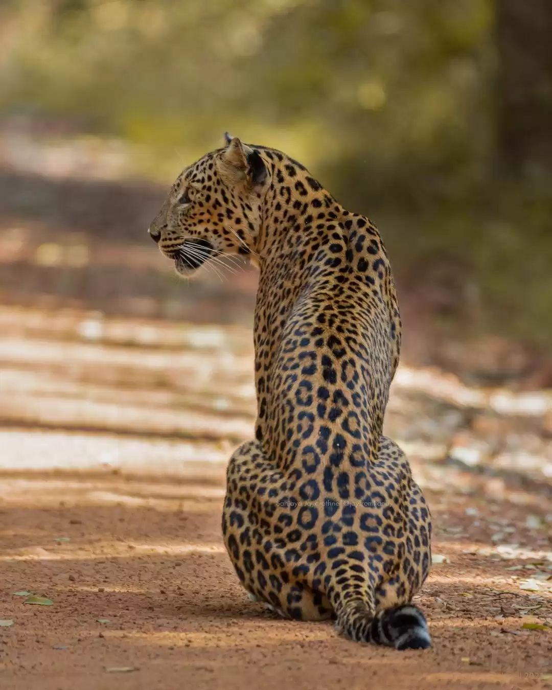 Best Safari Experience In Wilpattu National Park
