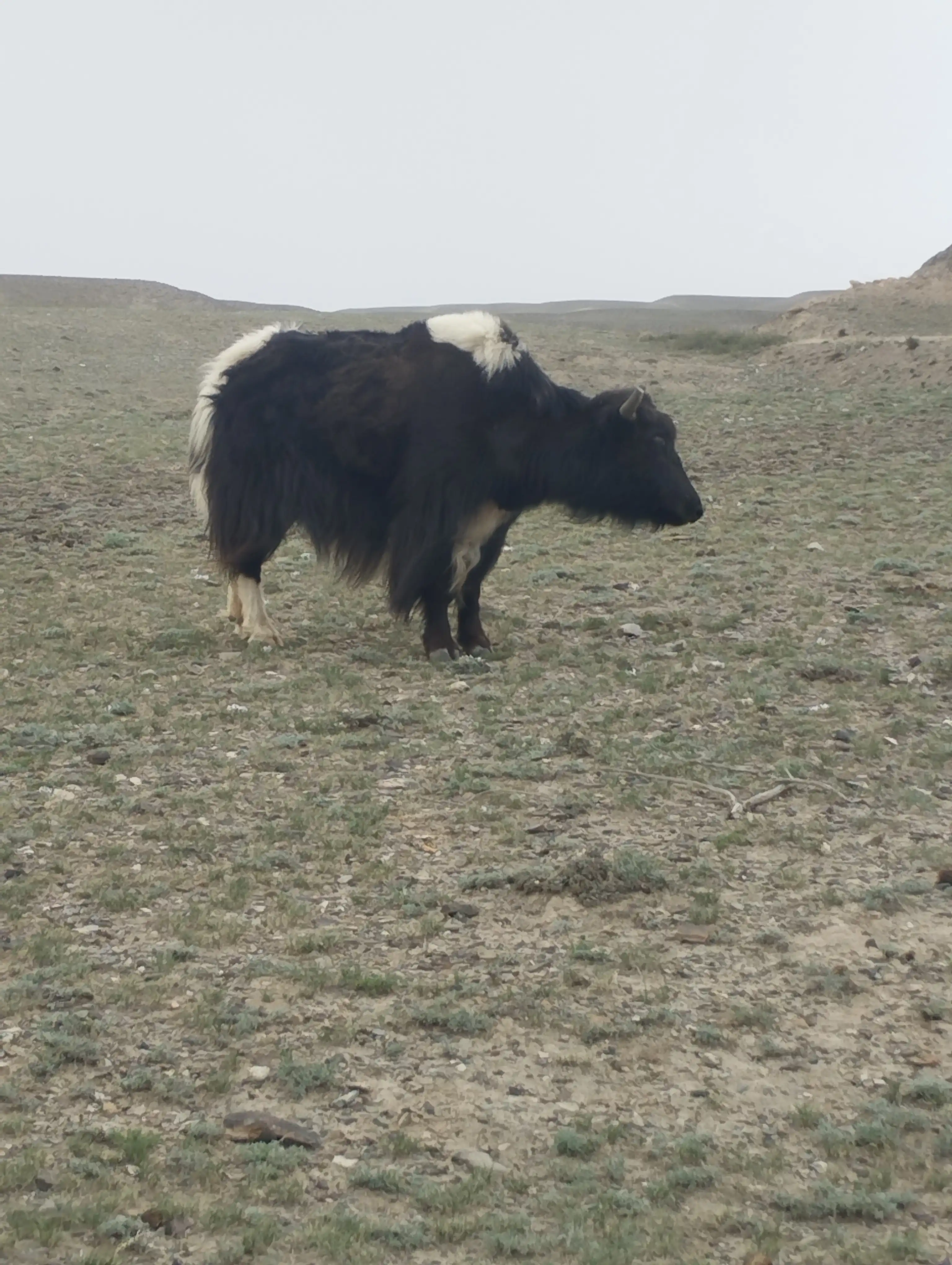 Central Asia In 15 Days