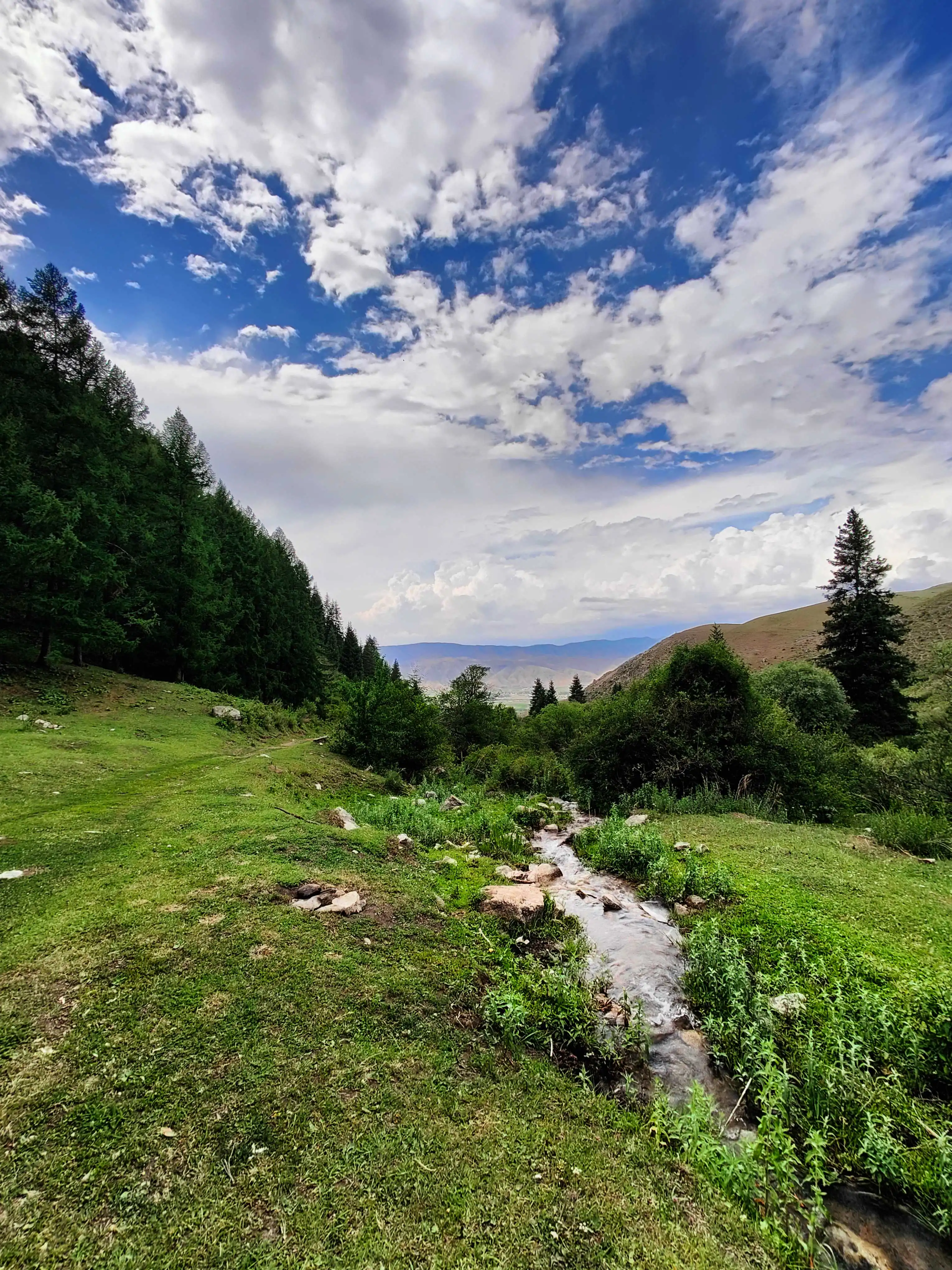 Eng qattiq mushuk video