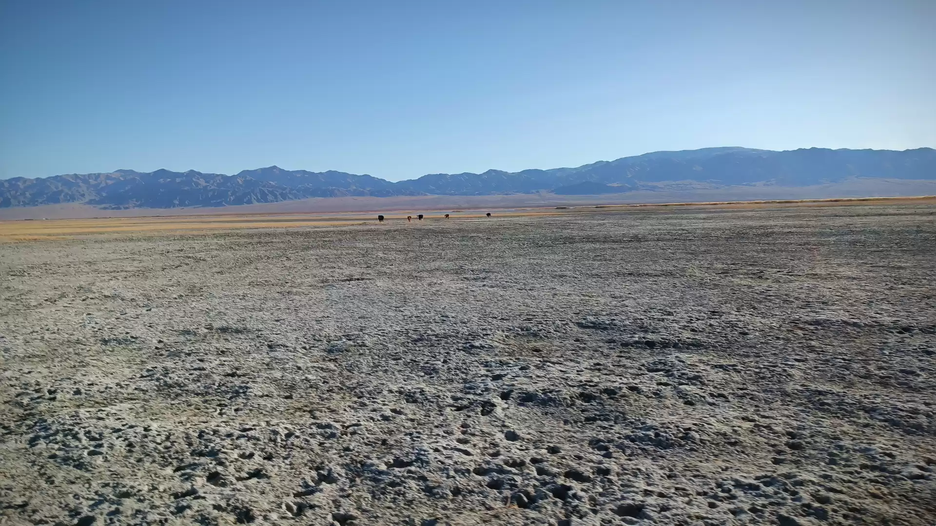 Eagle Hunting Festival Reindeer Herders And Gobi Deser