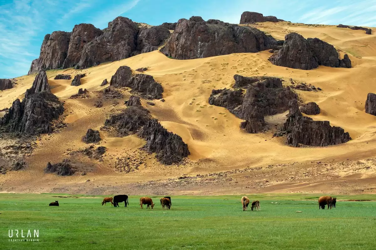 Tukli mushuk bilan tola