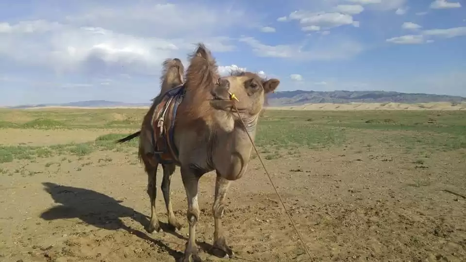 Golden Gobi Tour
