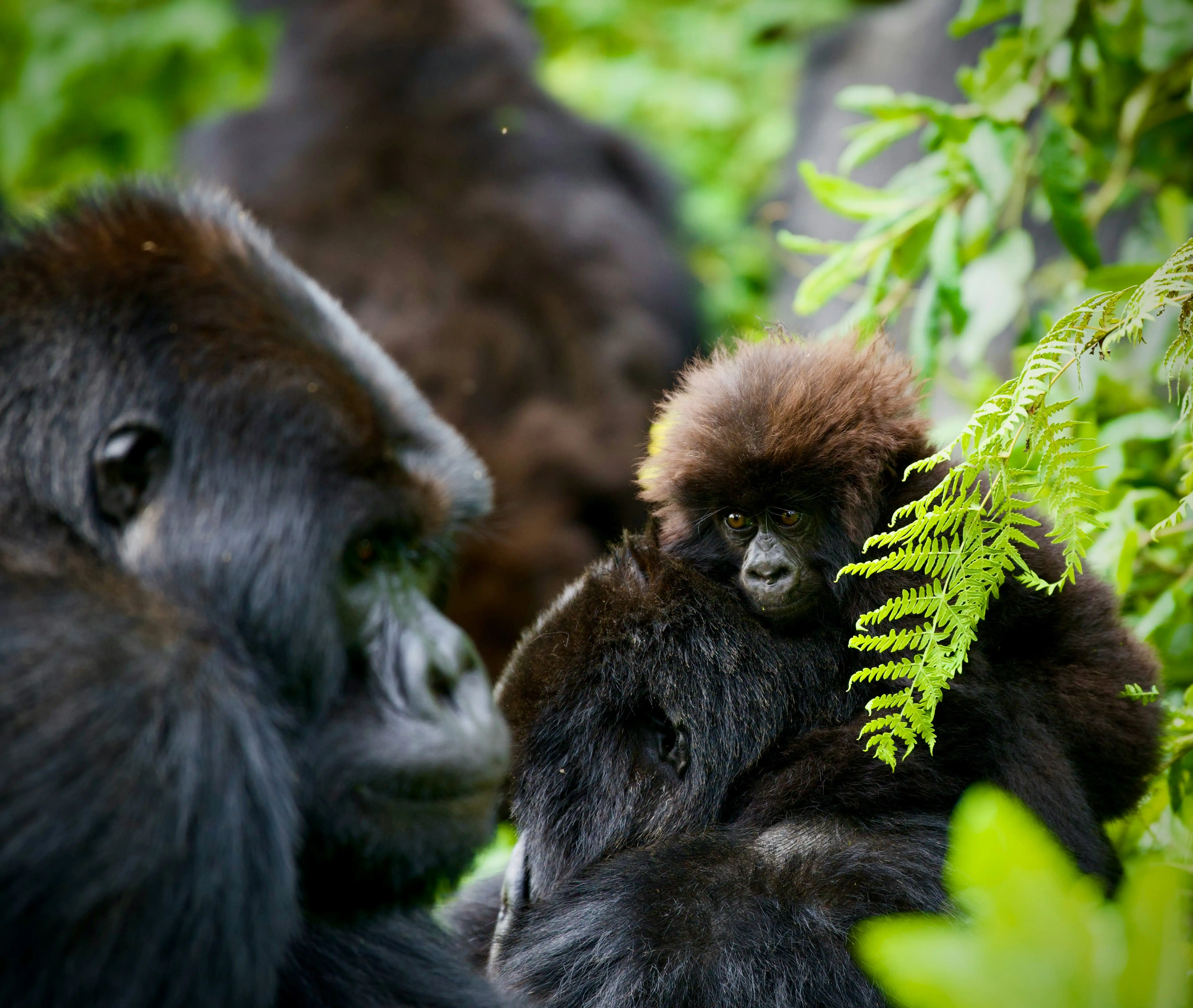 Gorillas In The Wild