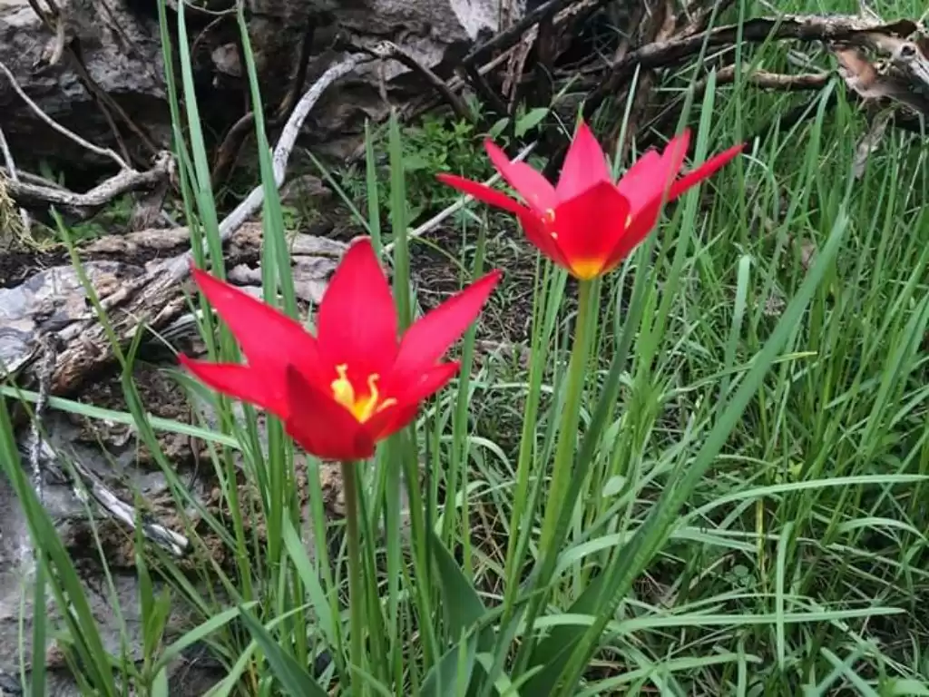 2-day Shymkent & Hiking In Sayram-ugam National Park
