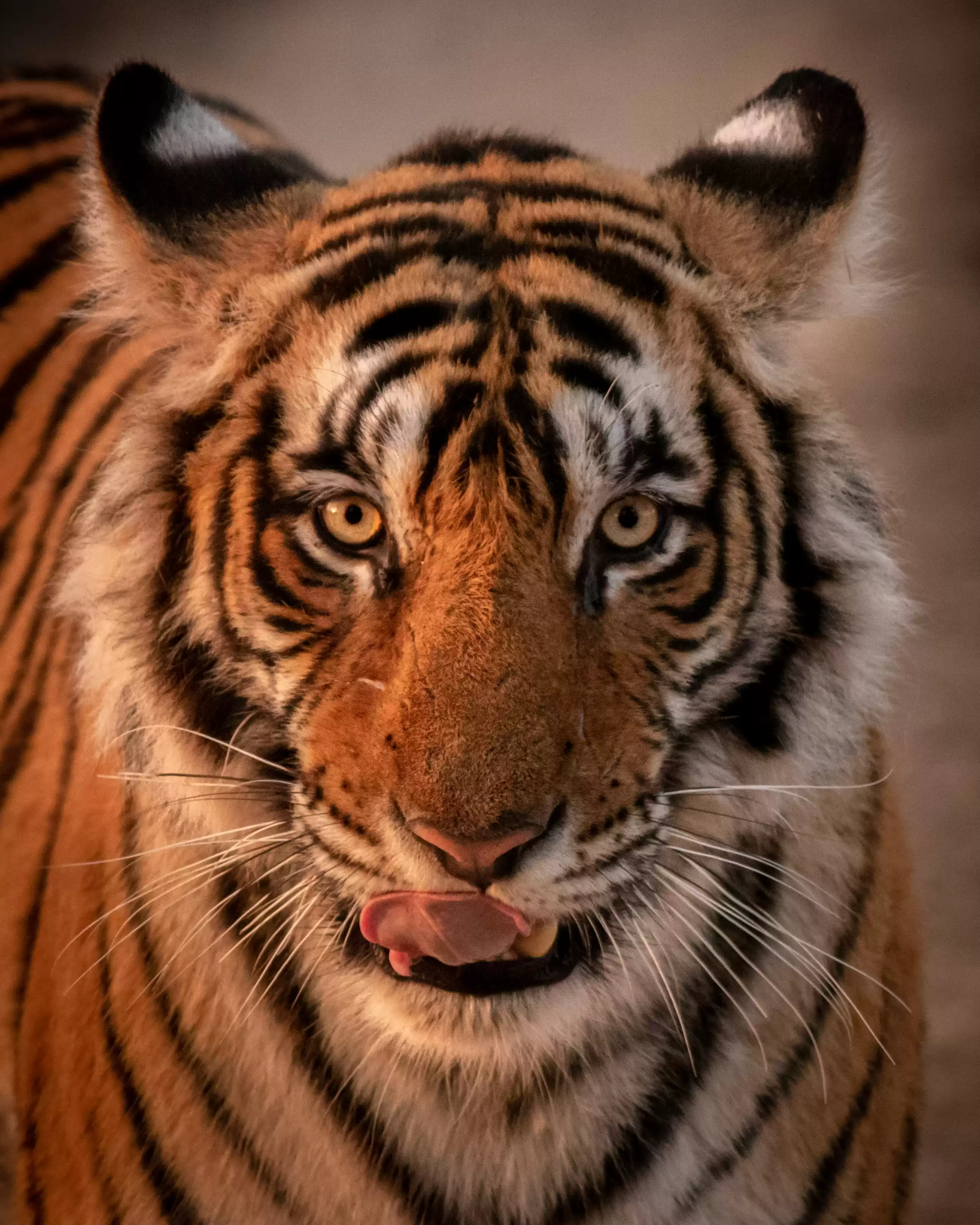 Indian Wildlife Tour