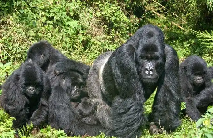Magical Gorilla Trekking Safari