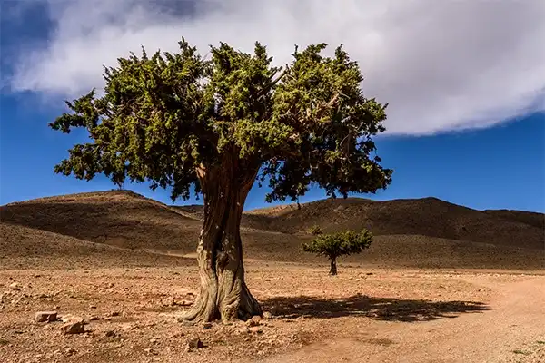 Morocco Imperial Cities 7 Days