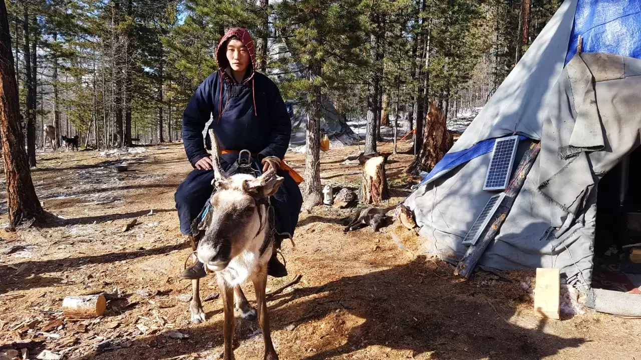 Reindeer Herder Tsaatan Khuvsgul Lake Visit 10 Days