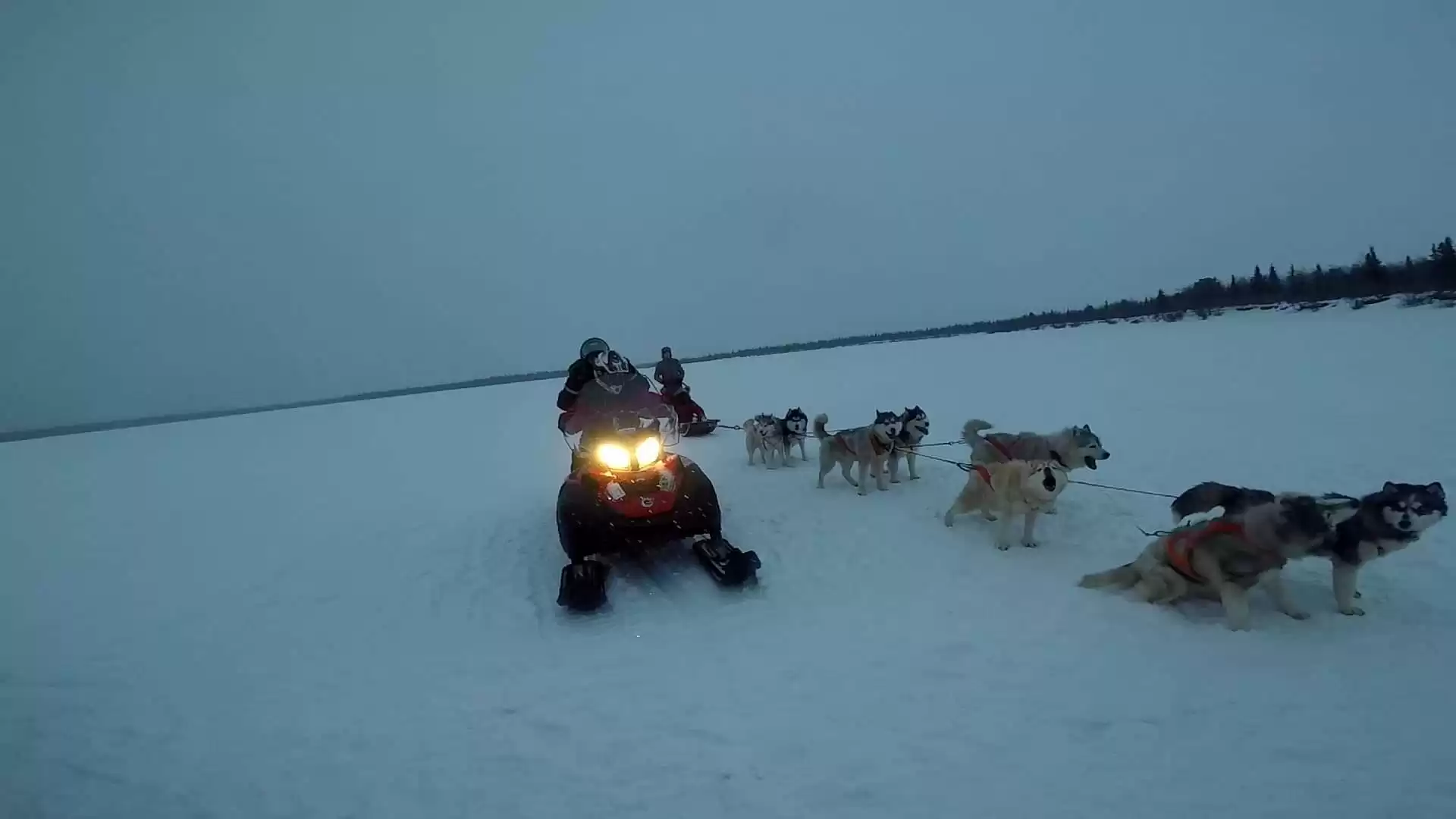 Husky Dog Sled And Snowmobiles From Murmansk
