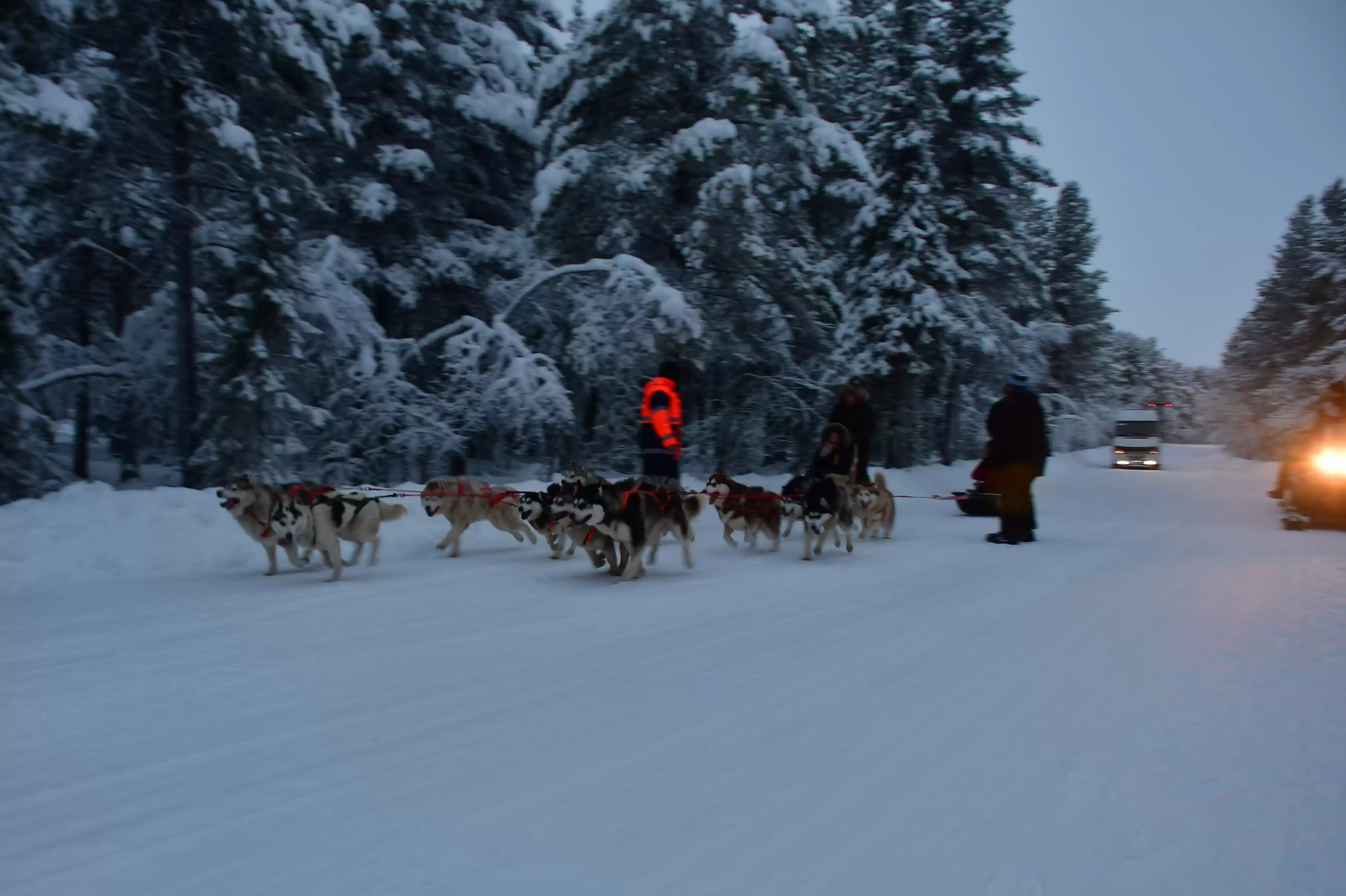 Husky Dog Sled And Snowmobiles From Murmansk