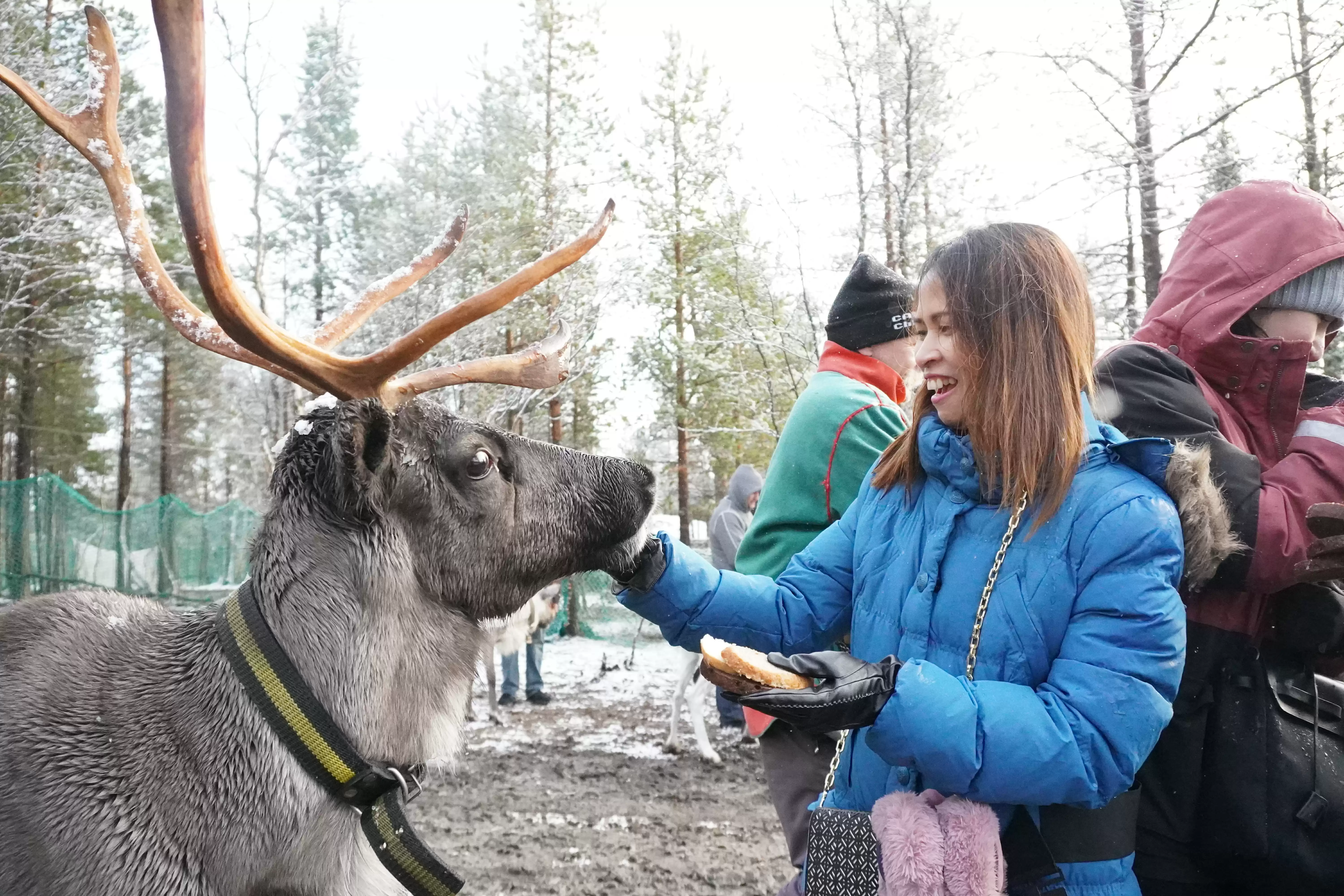 Visiting Reindeers In Sami Village From Murmanks
