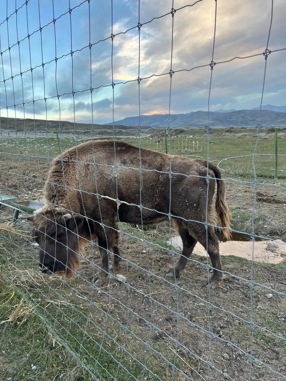 Shamakhi Safari Park And Lahij Tour