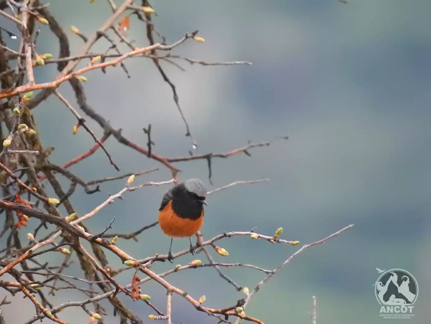 Tajikistan Mammals And Birds Tour