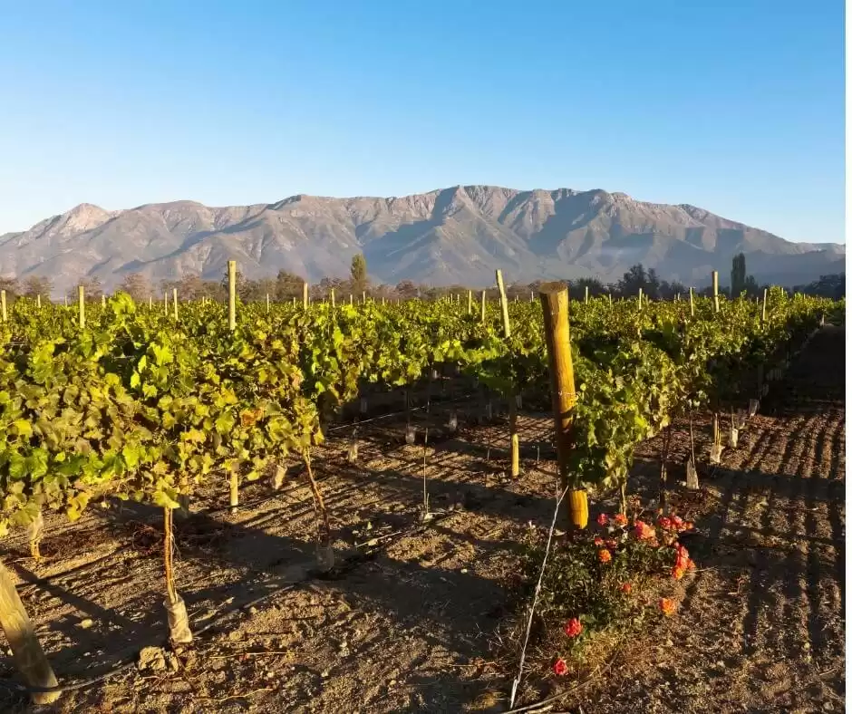 Take Part In Grapes Harvesting Georgia