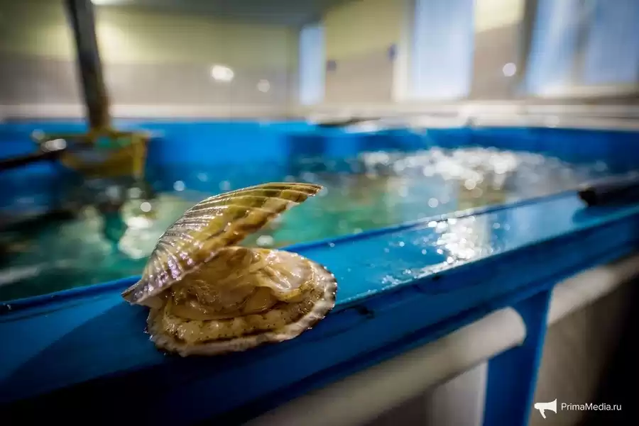 The Taste Of Japanese Sea