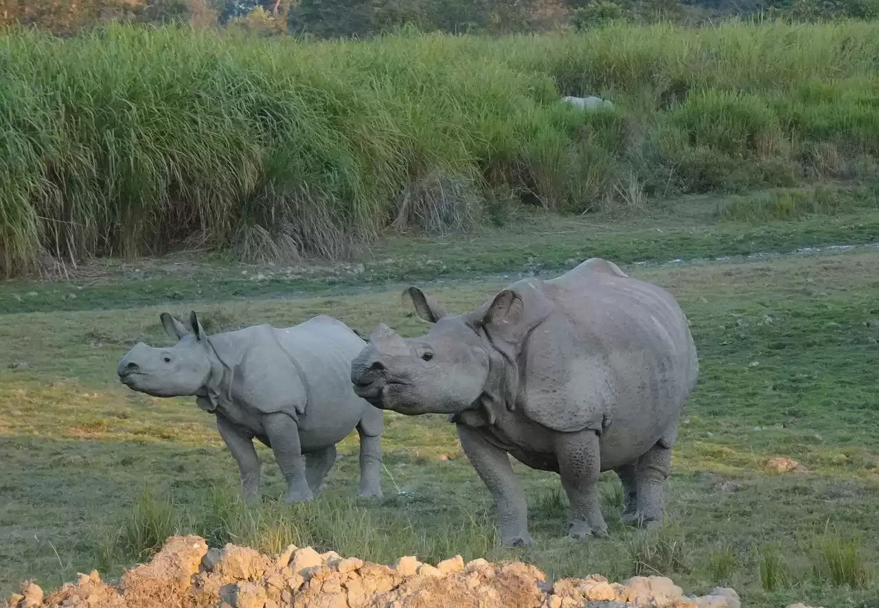 Tour To Kaziranga National Park To See Rhino And Tiger