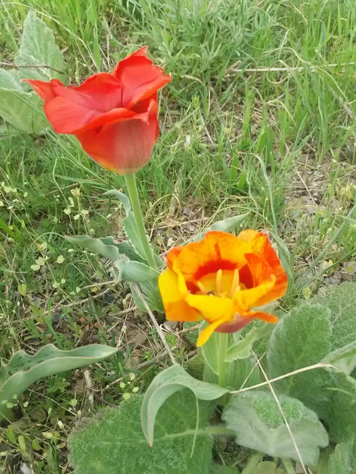 Transfer Tashkent - Shymkent Versa