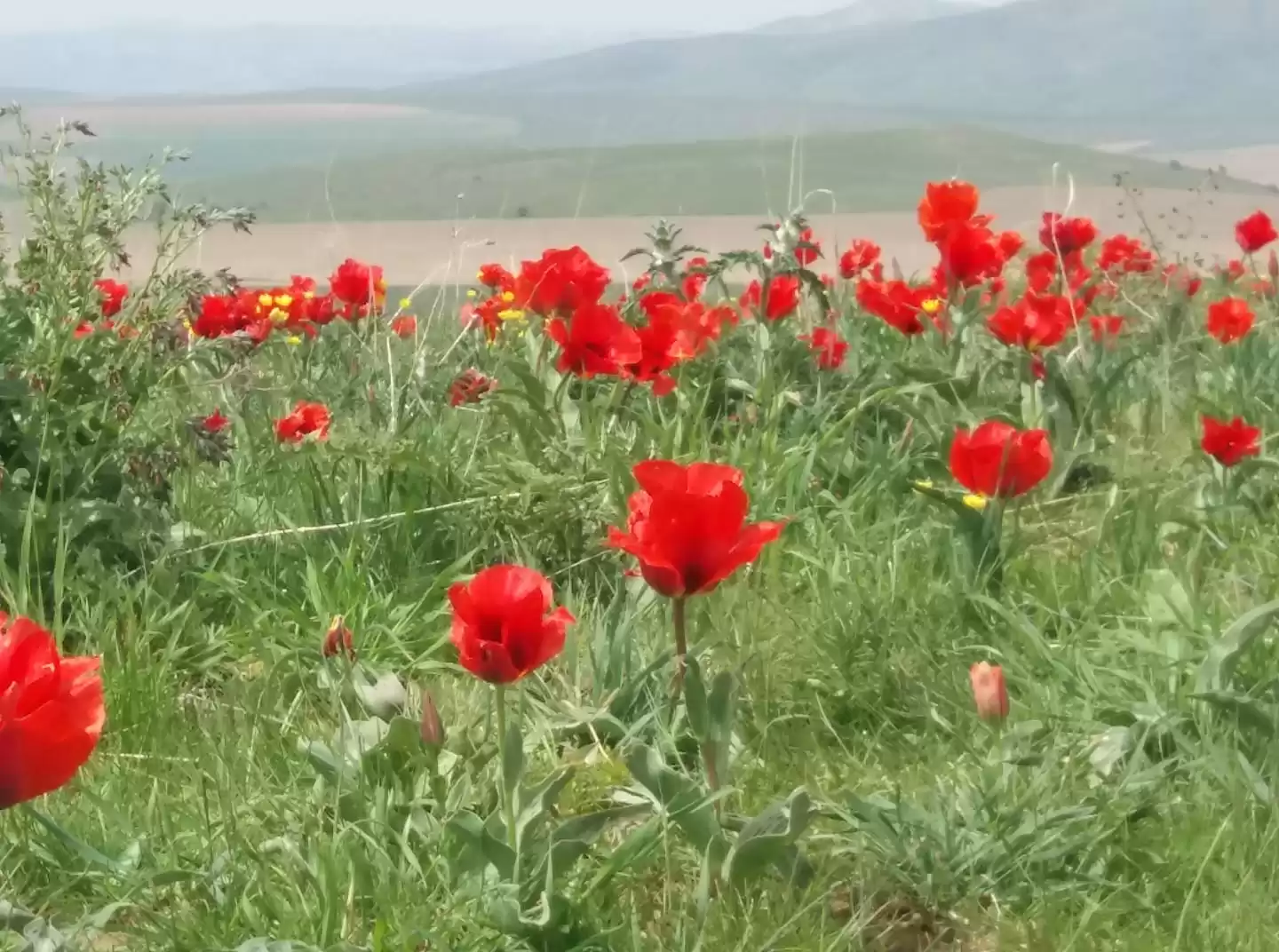 7 Days Great Silk Road Almaty Taraz Shymkent Turkistan