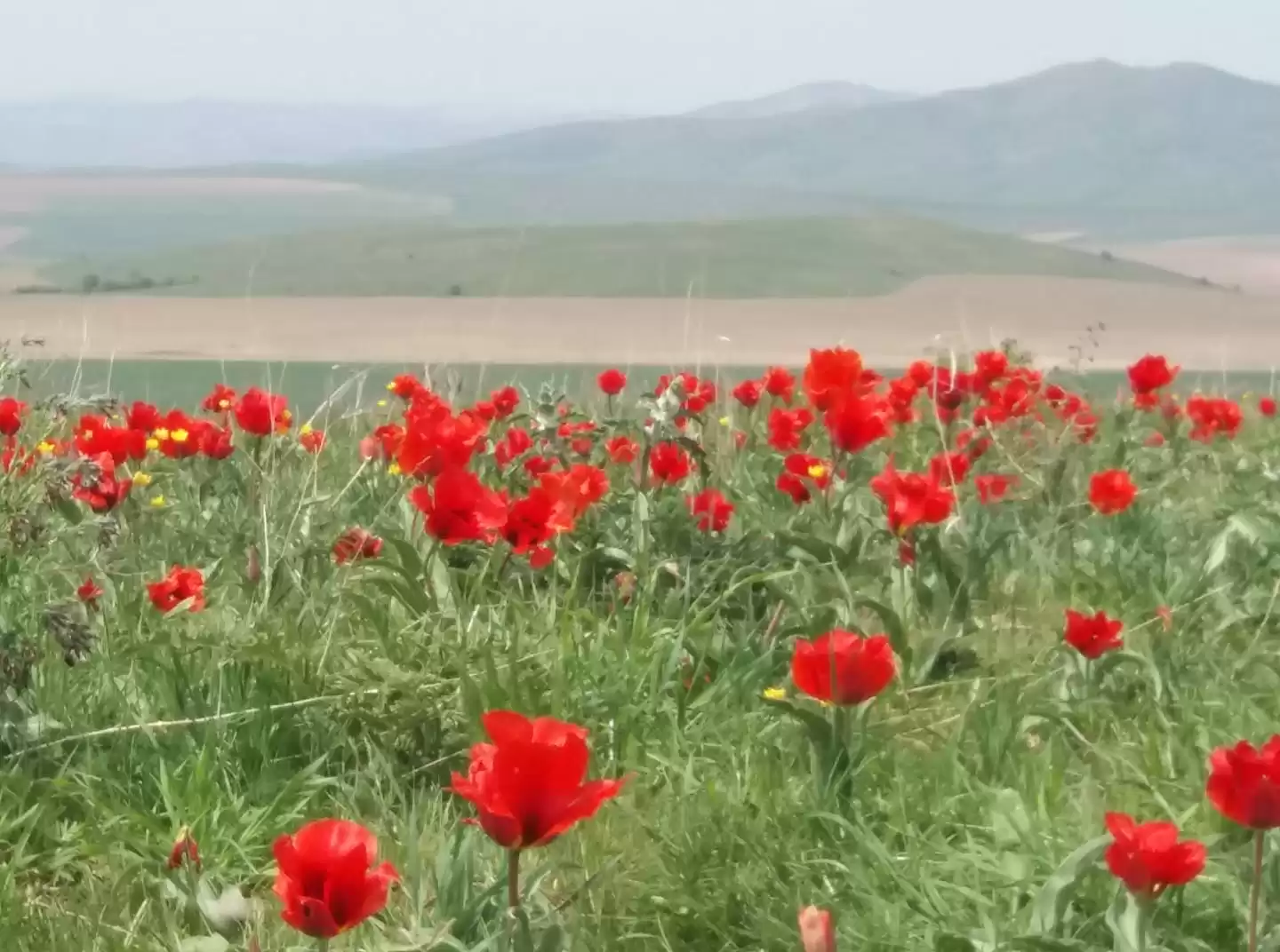 Transfer Almaty International Airport - Hotel Almaty