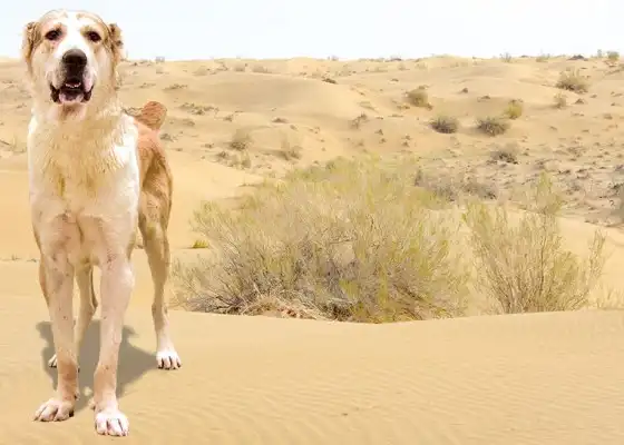 3-day Tour Of Turkmenistan - Dashoguz To Lebap Border