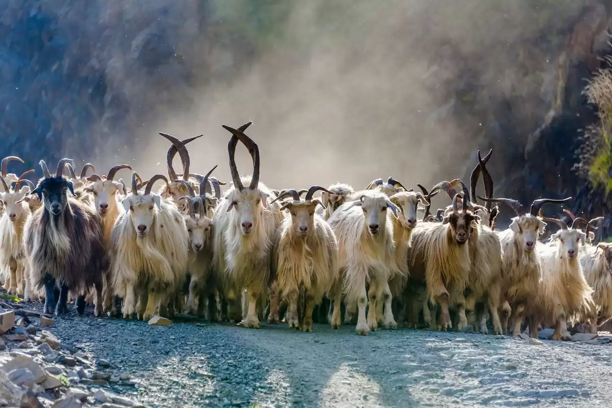 Tusheti  Gem Of Georgia